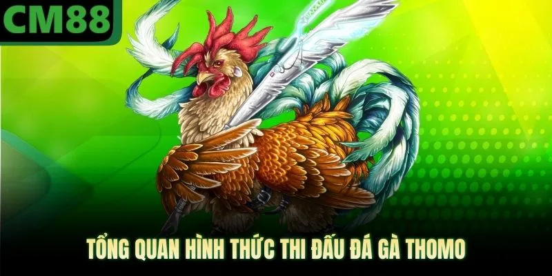 Tổng quan hình thức thi đấu đá gà thomo